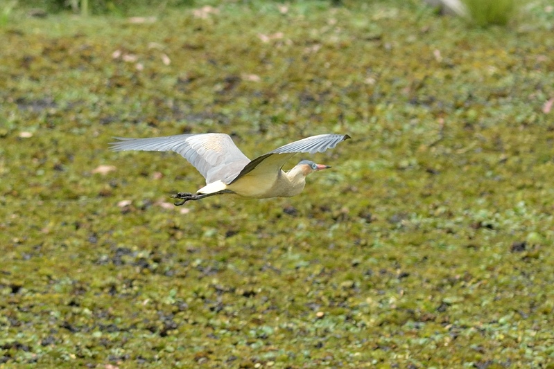 Fluitreiger